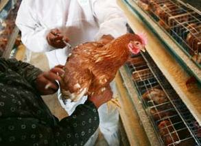 Hong Kong approves new bird flu vaccine