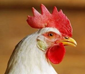 Research: Chicken NK-lysin gene a cancer fighter