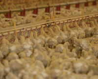New Zealand launches new welfare code for chickens
