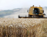 Rabobank: US crop conditions determine poultry outlook