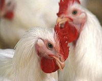 Mexico begins mass poultry vaccination