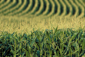 Cargill CEO says US needs to address ethanol mandate