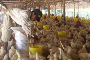 Vietnam tightens border control due to bird flu fears