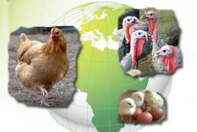 Novus supports IEC involvement with FAO-led partnership