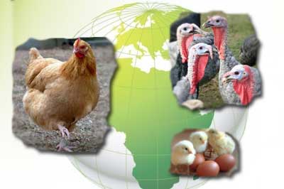 Novus supports IEC involvement with FAO-led partnership