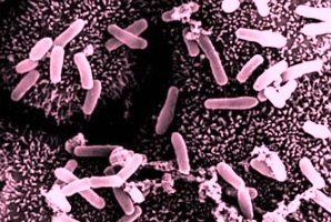 Research: Necrotic enteritis in broilers