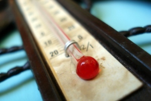 S. Korean heat wave kills off 830,000 chickens