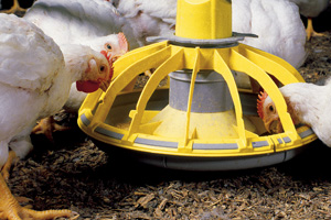Feed prices expected to rise for Trinidad & Tobago poultry