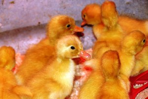 Indonesia: QI to grow its Pekin duck business