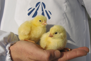 HACCP and feed additive measure to control Salmonella