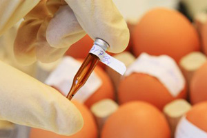 Dioxin in German eggs probably from old heater