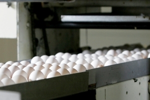 Russia increases poultry meat and egg production in 2012