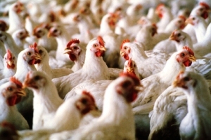Broilers next on the agenda for Aviagen school
