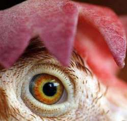 Humans may be immune to bird flu