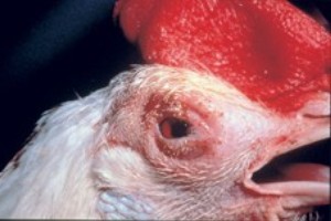 2000 Israel broilers struck by Newcastle disease