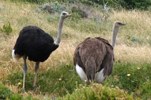 Pakistan: ostrich not a bird