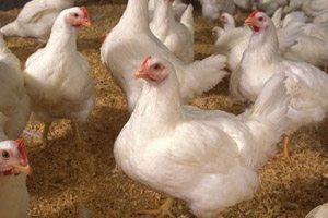 Swedish growers tour Dutch broiler farm’s energy recycling