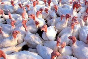Eurodon CEO Vaneev expands on turkey centre plans