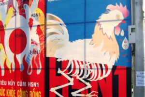 Ongoing HPAI in Vietnam, 2152 birds destroyed