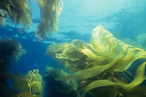 Olmix opts for seaweed production