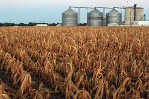 How to combat high feed prices