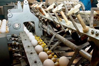 Ukraine: Avangardco reports H1 revenue increase of 26.6%