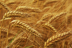 Russia: Poultry producers will demand more feed production