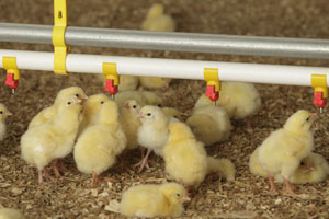 Brooding of chicks – An art and a science