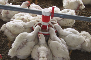 Minimising antibiotic usage with integrated gut health management
