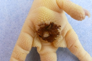 Effects of litter quality and floor heating on foot pads
