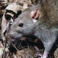 Rodents and