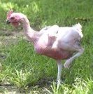 Naked birds may have market advantage