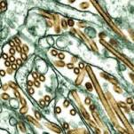 WHO studies of Indonesian AI strains show no significant mutations