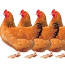 EC to rule on cloned meat