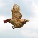 Animal fat used for jet fuel