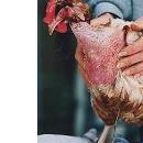 EU consumers want better animal welfare