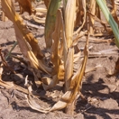 Maize to be imported by South Africa due to drought