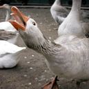 Chef Wolfgang Puck stops with Foie Gras