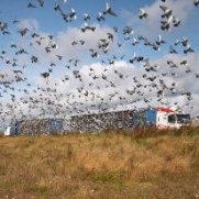 Pigeon racing ban lifted
