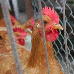 EFSA publishes survey on Salmonella levels in EU