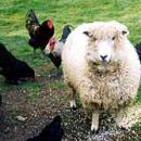 Import ban causes skyrocketing UAE poultry prices