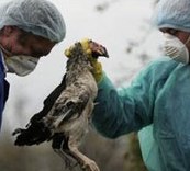Cluster case started from contact with sick chicken