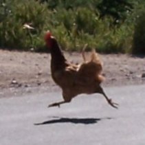 Dutch poultry allowed outdoors
