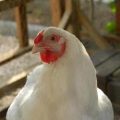 Norwegian fresh chicken up 45%