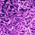 Campylobacter trial begins