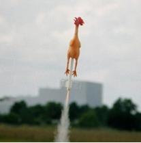 South African chicken industry flying