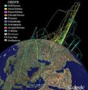 “Supermap” to track bird flu