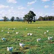 British Poultry Council conference focused on the environment