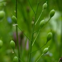Camelina poultry feed excellent omega-3 source
