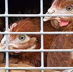 Animal welfare laws discarded
